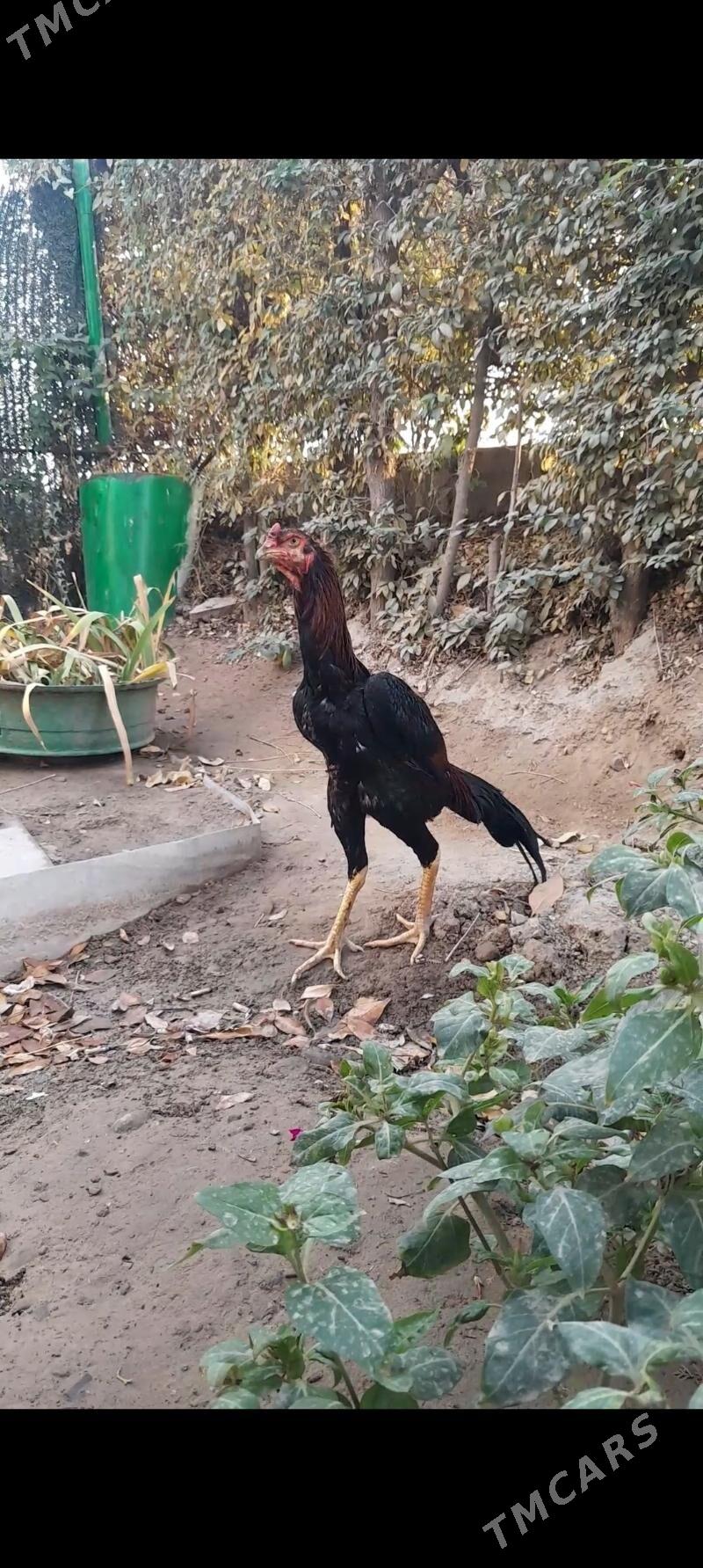 Taskent juyje - Büzmeýin - img 3