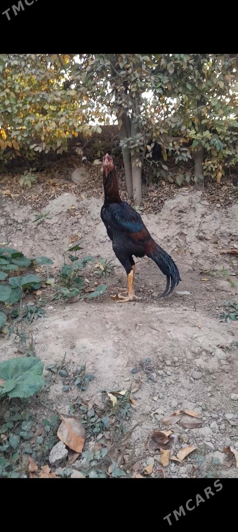 Taskent juyje - Büzmeýin - img 4