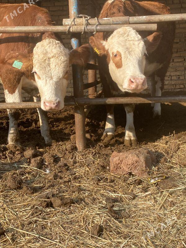 симинтал - Türkmenabat - img 4