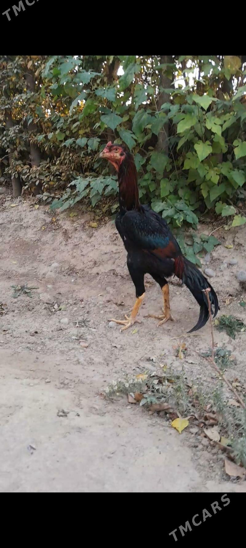 Taskent juyje - Büzmeýin - img 5