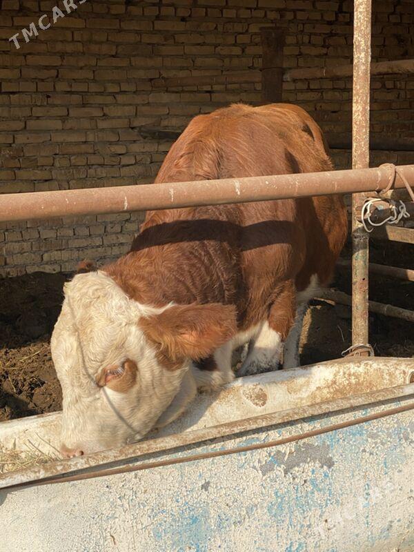 симинтал - Türkmenabat - img 5