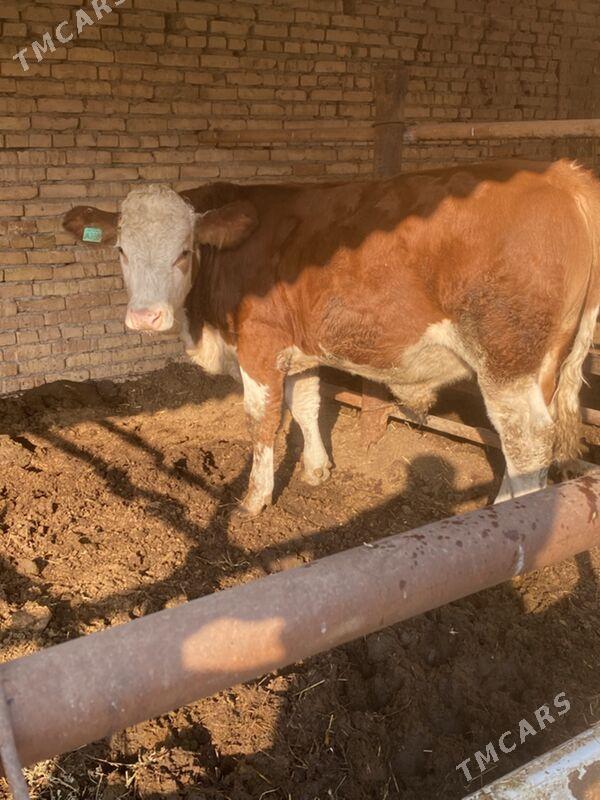 симинтал - Türkmenabat - img 8