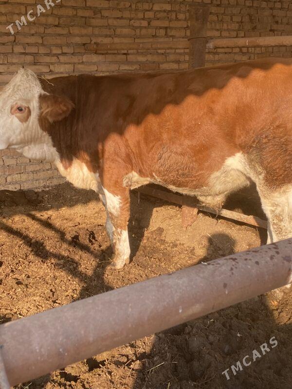 симинтал - Türkmenabat - img 7