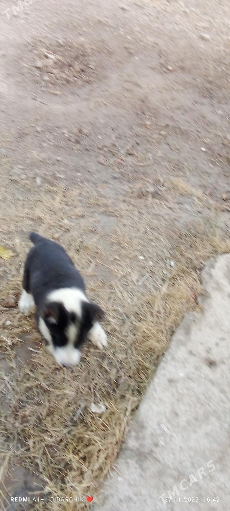 alaway. - Çärjew - img 4