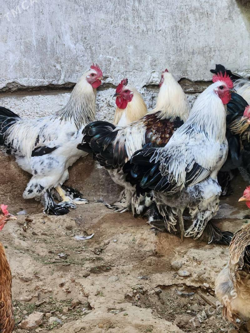 balgar towk horaz - Hitrowka - img 5