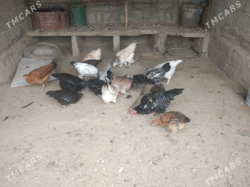 Towyk - Этрек - img 2