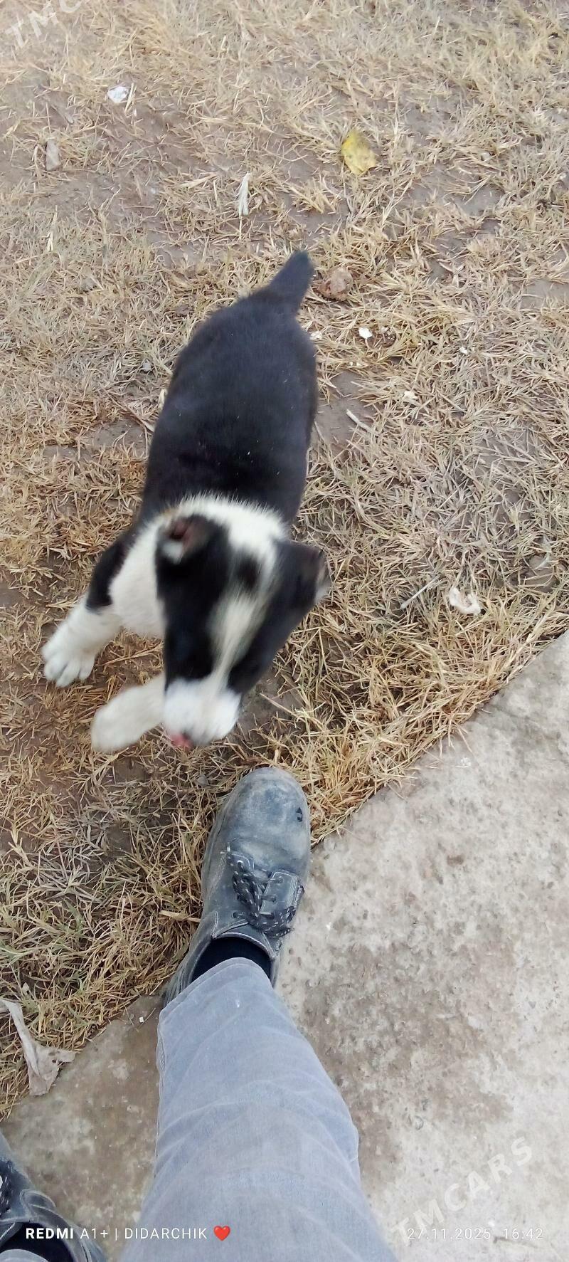 alaway. - Çärjew - img 3