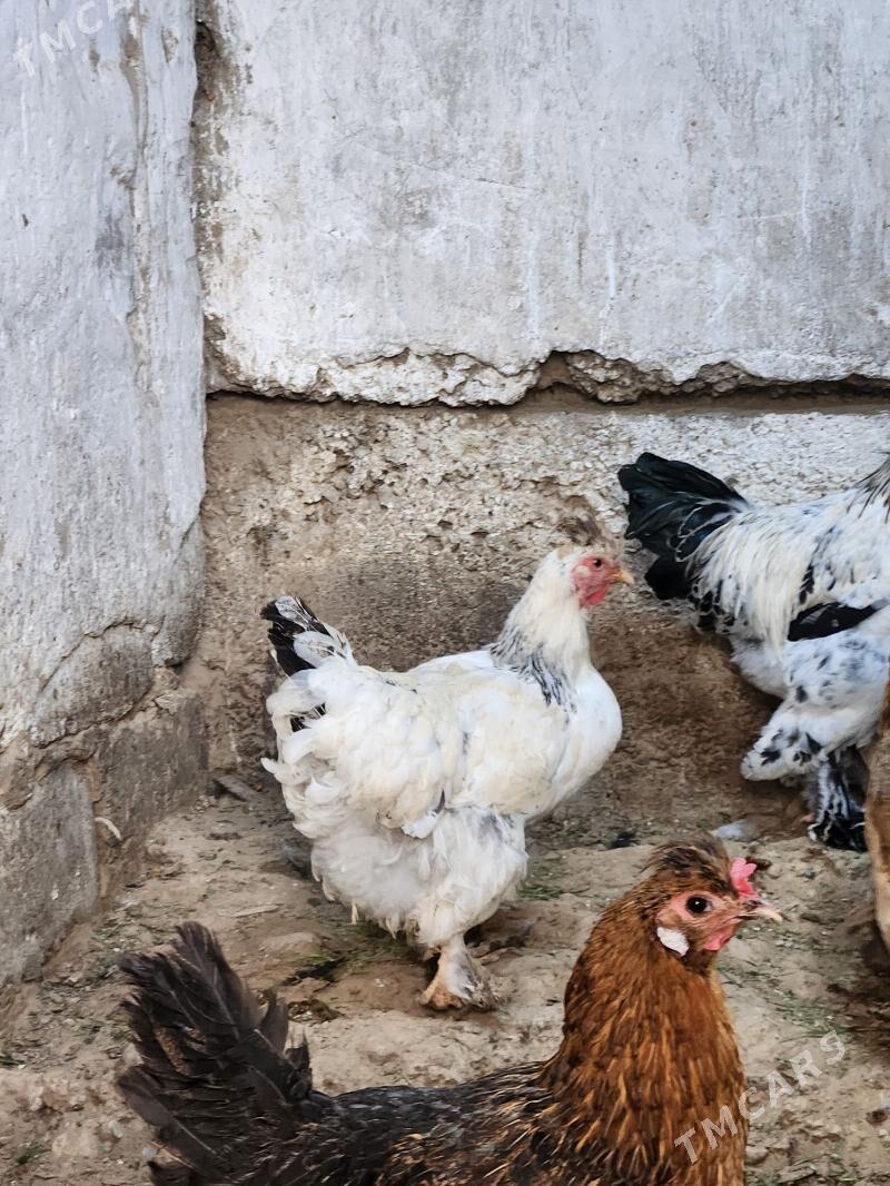 balgar towk horaz - Hitrowka - img 4