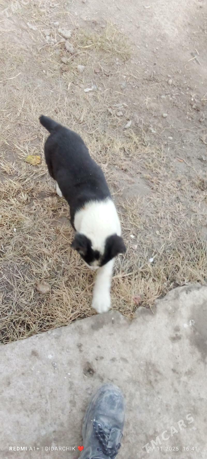 alaway. - Çärjew - img 2