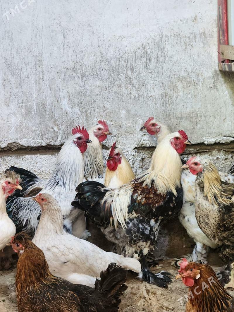 balgar towk horaz - Hitrowka - img 2