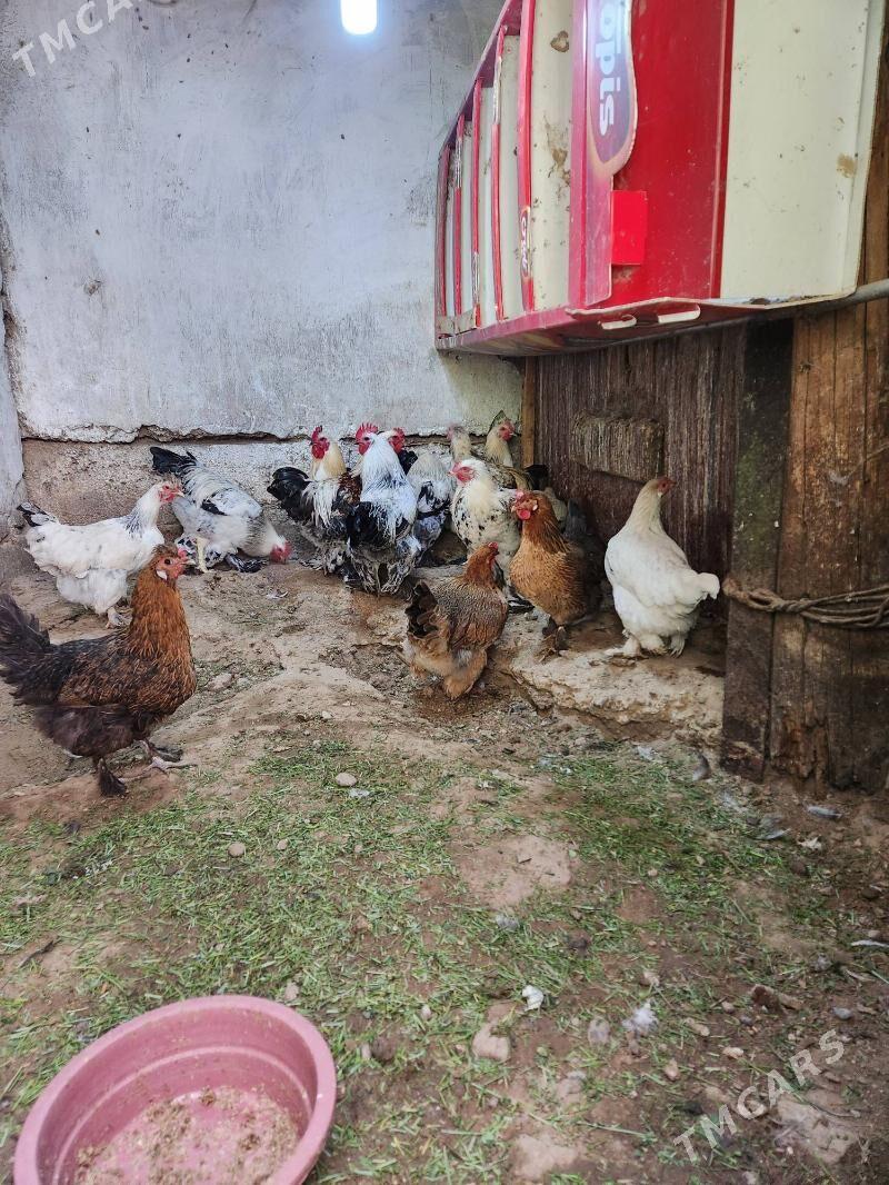 balgar towk horaz - Hitrowka - img 6