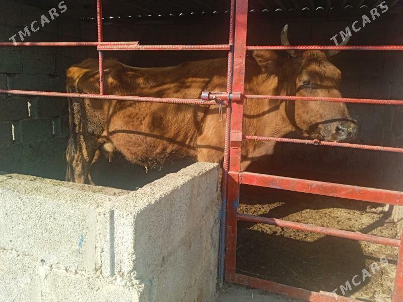 sygyr - Кипджак - img 1