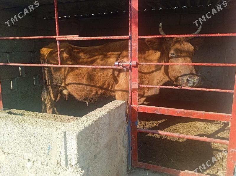 sygyr - Кипджак - img 2