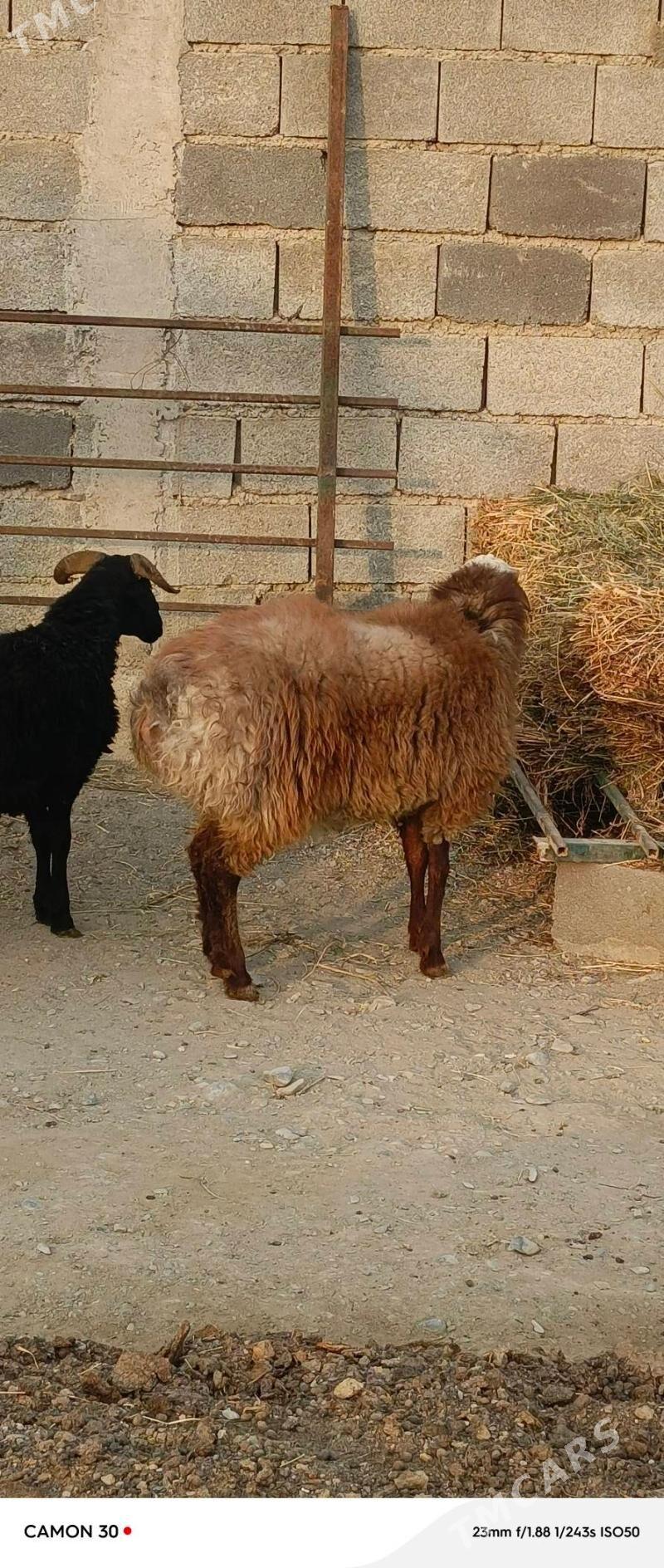 Goýun - Gökdepe - img 4