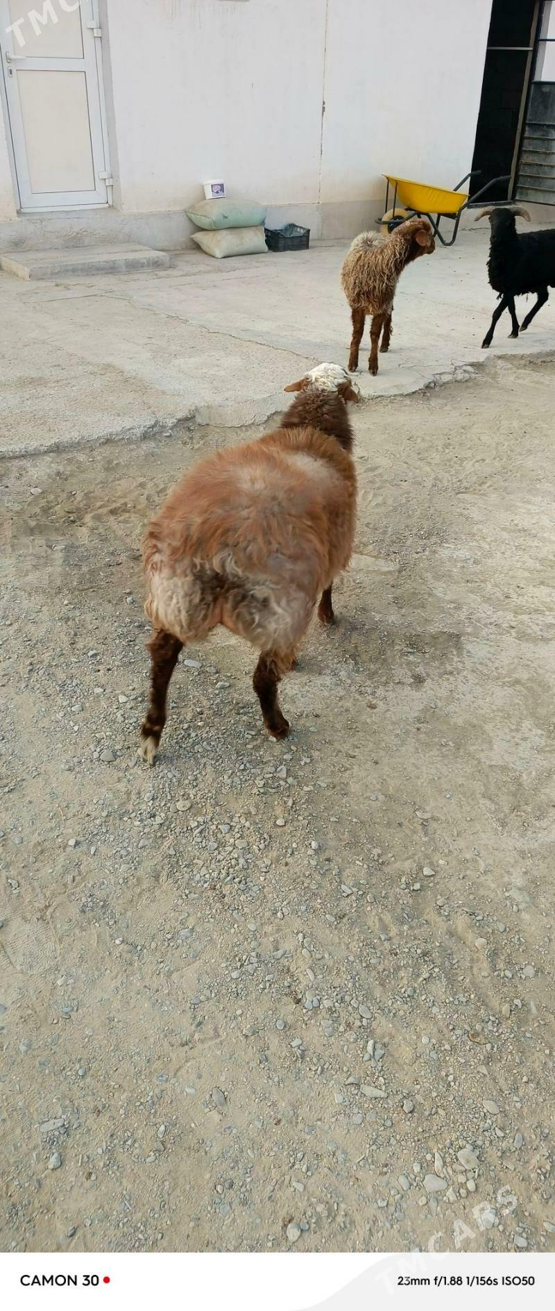 Goýun - Gökdepe - img 3