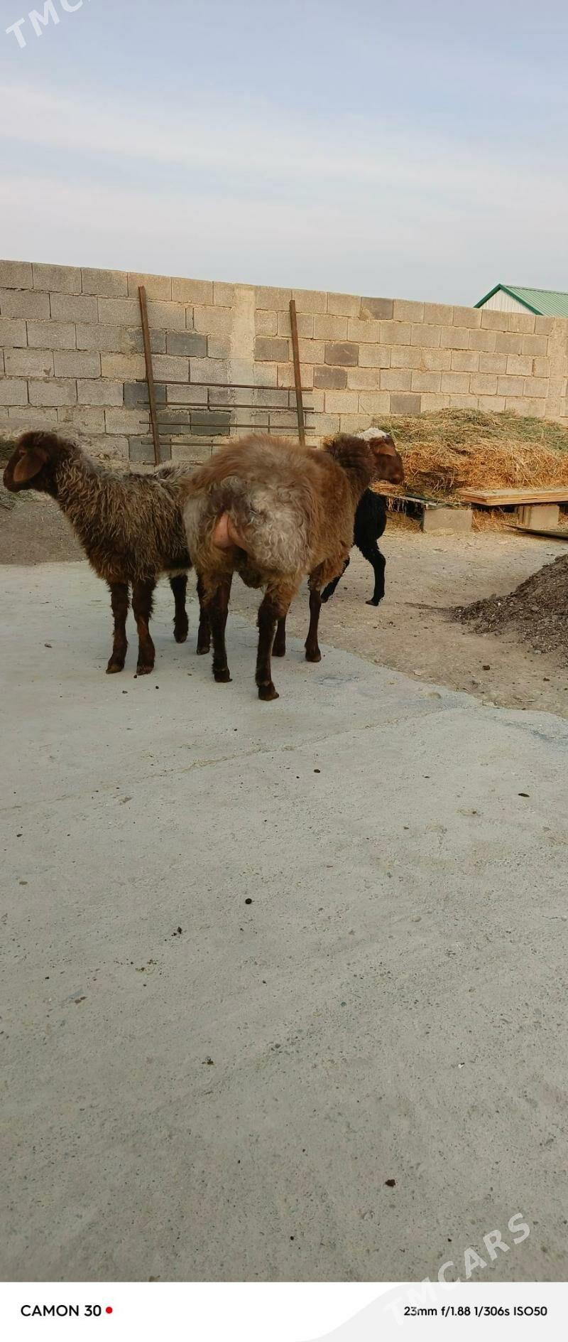 Goýun - Gökdepe - img 5