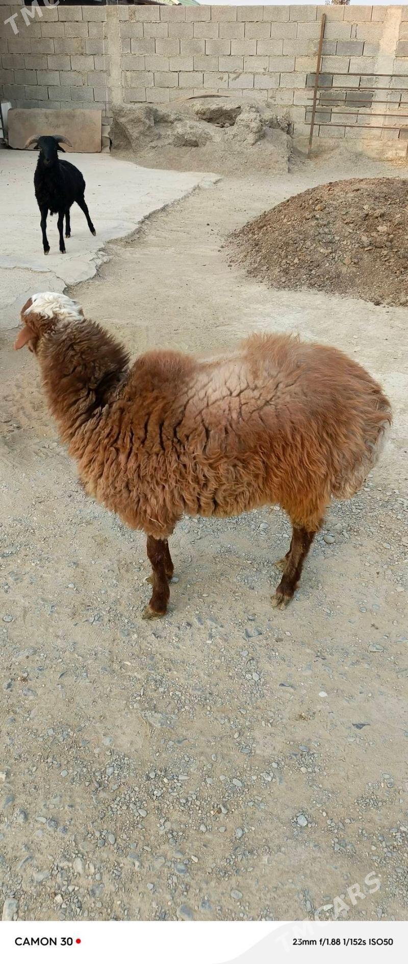 Goýun - Gökdepe - img 2