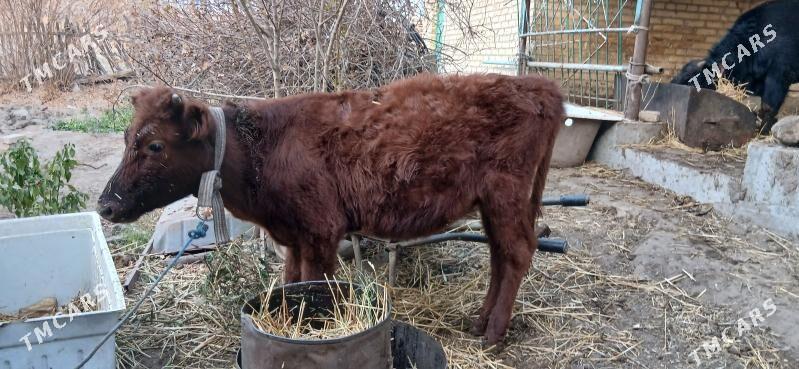 Hõjek - Türkmenabat - img 2