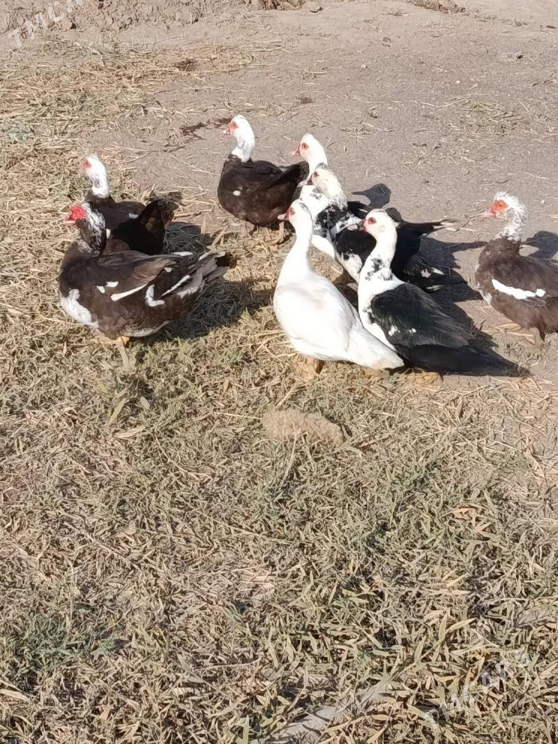 Indautga ordek - Мургап - img 5