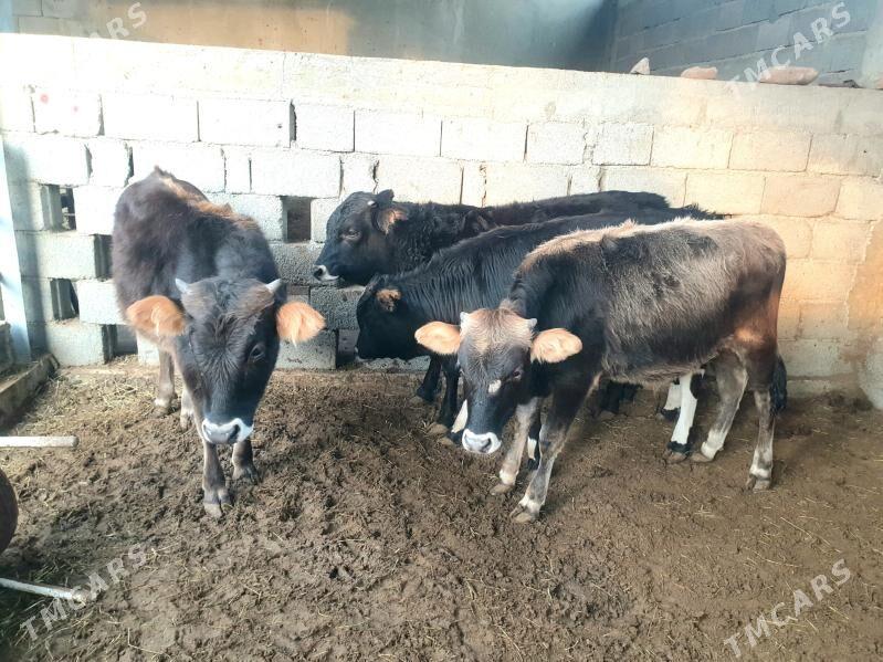 okuz - Ашхабад - img 5