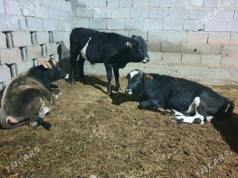 okuz - Ашхабад - img 4