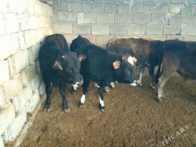 okuz - Ашхабад - img 3