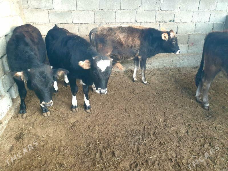 okuz - Ашхабад - img 2