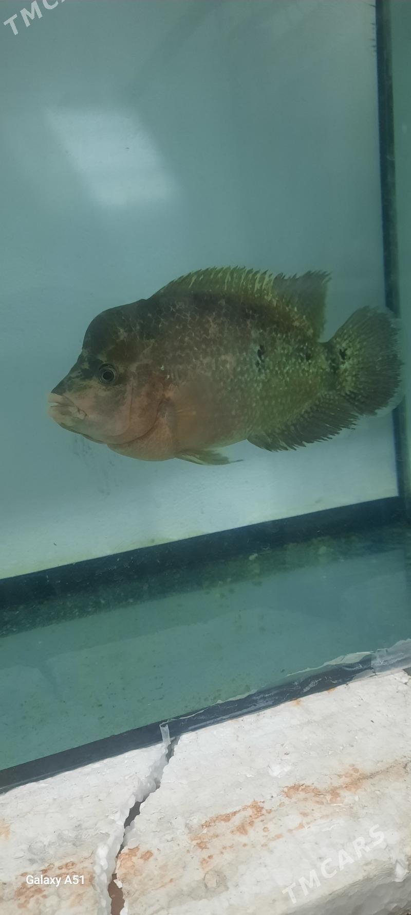 floverhorn - Кëши - img 2