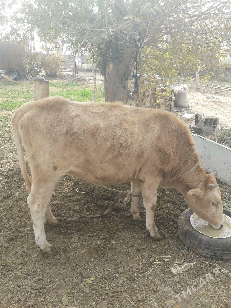 tuwe - Tejen - img 4