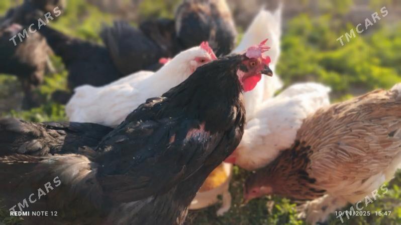 tovuk - Мары - img 2