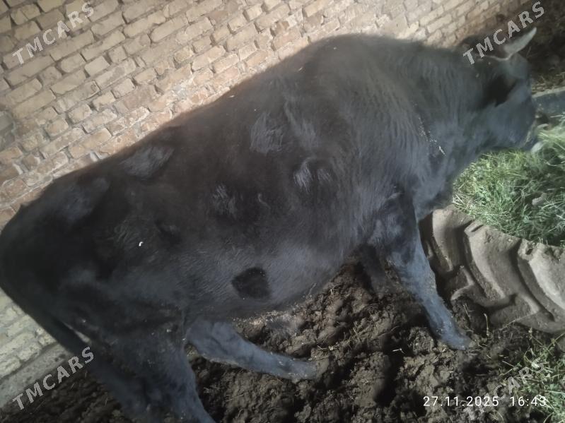 Öküzler - Dänew - img 7