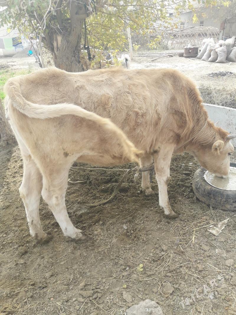 tuwe - Tejen - img 3