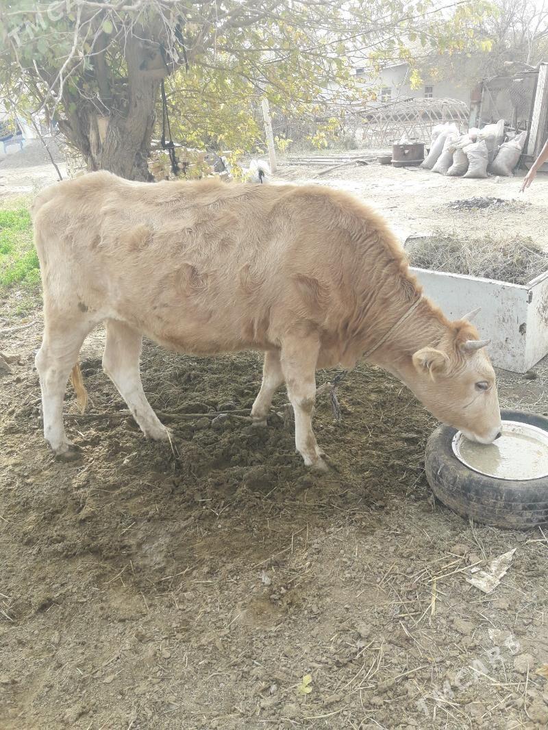 tuwe - Tejen - img 5