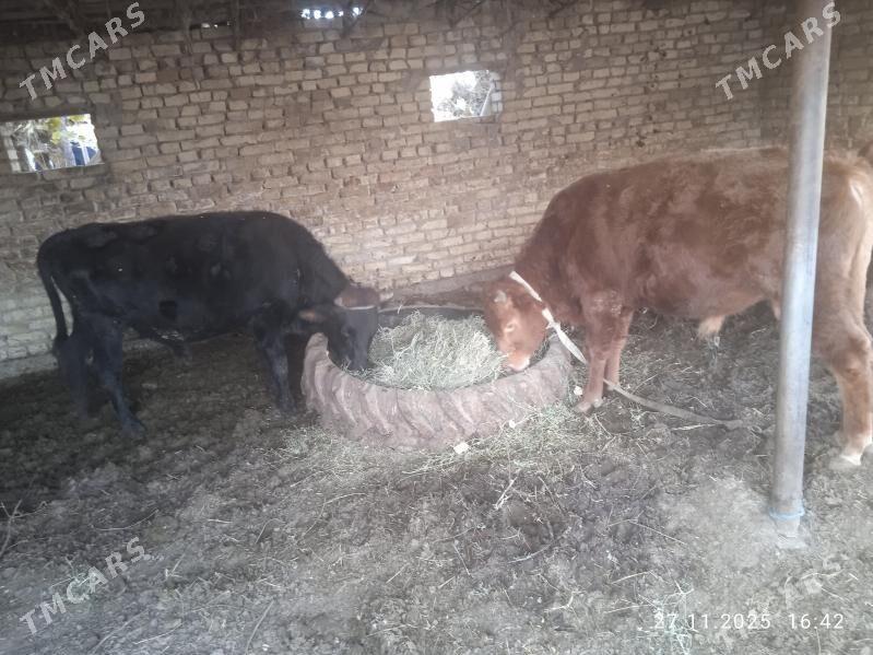 Öküzler - Dänew - img 2