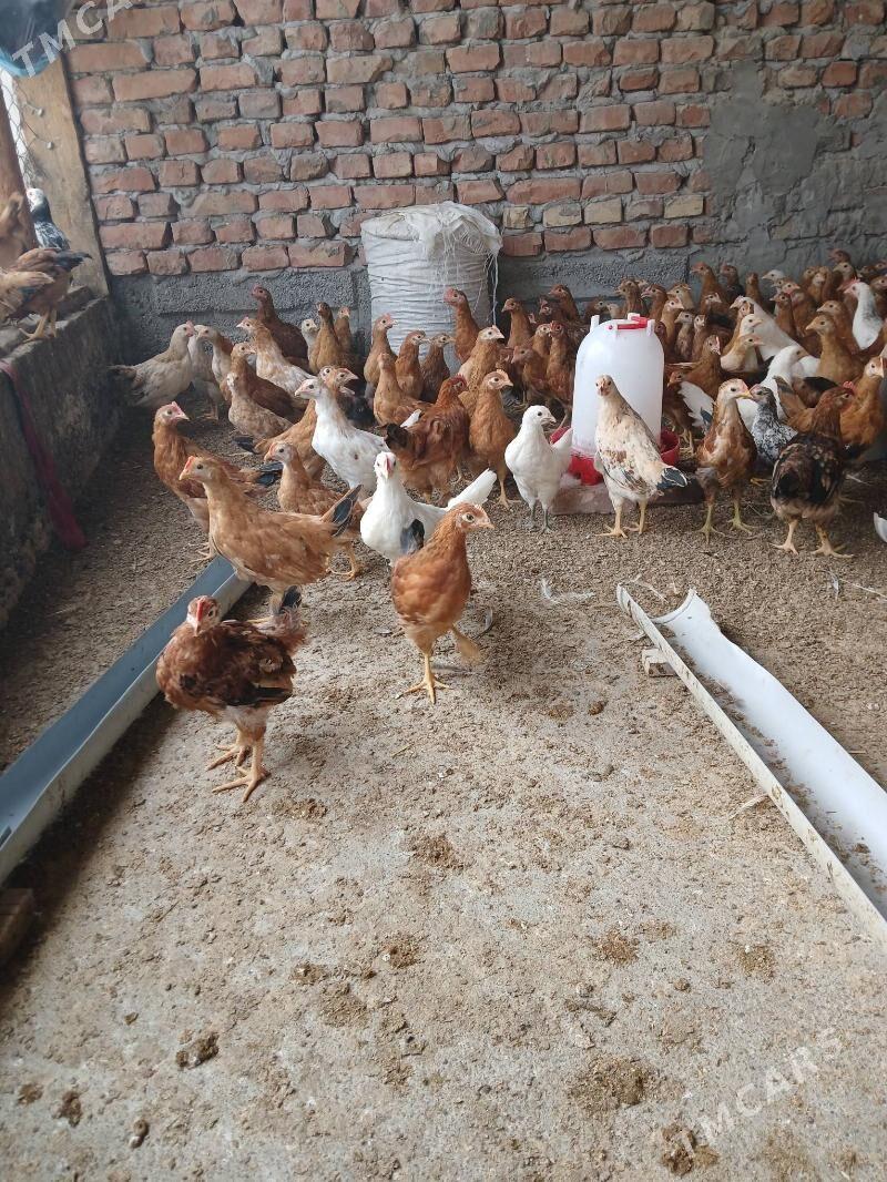 jüýje - Gökdepe - img 2