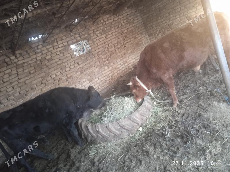 Öküzler - Dänew - img 3