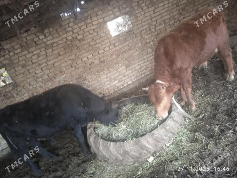 Öküzler - Dänew - img 5