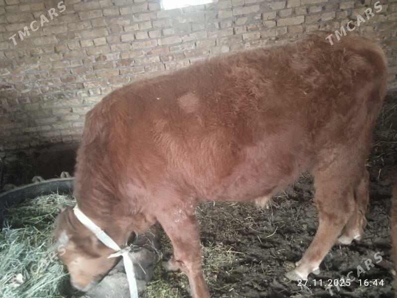 Öküzler - Dänew - img 8