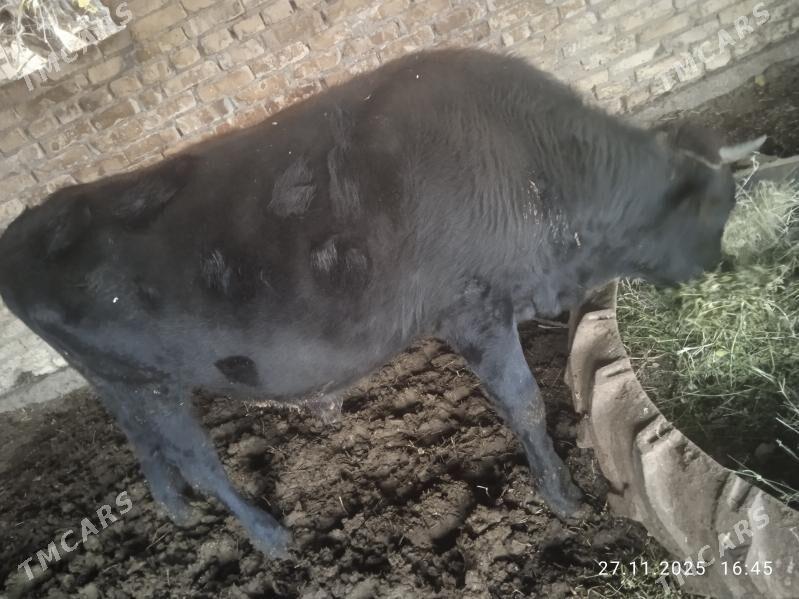 Öküzler - Dänew - img 6