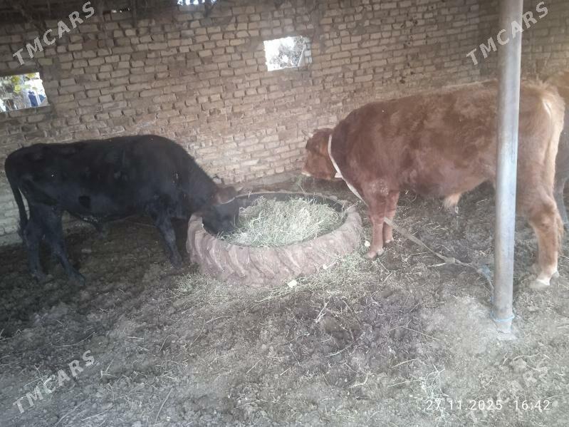 Öküzler - Dänew - img 4