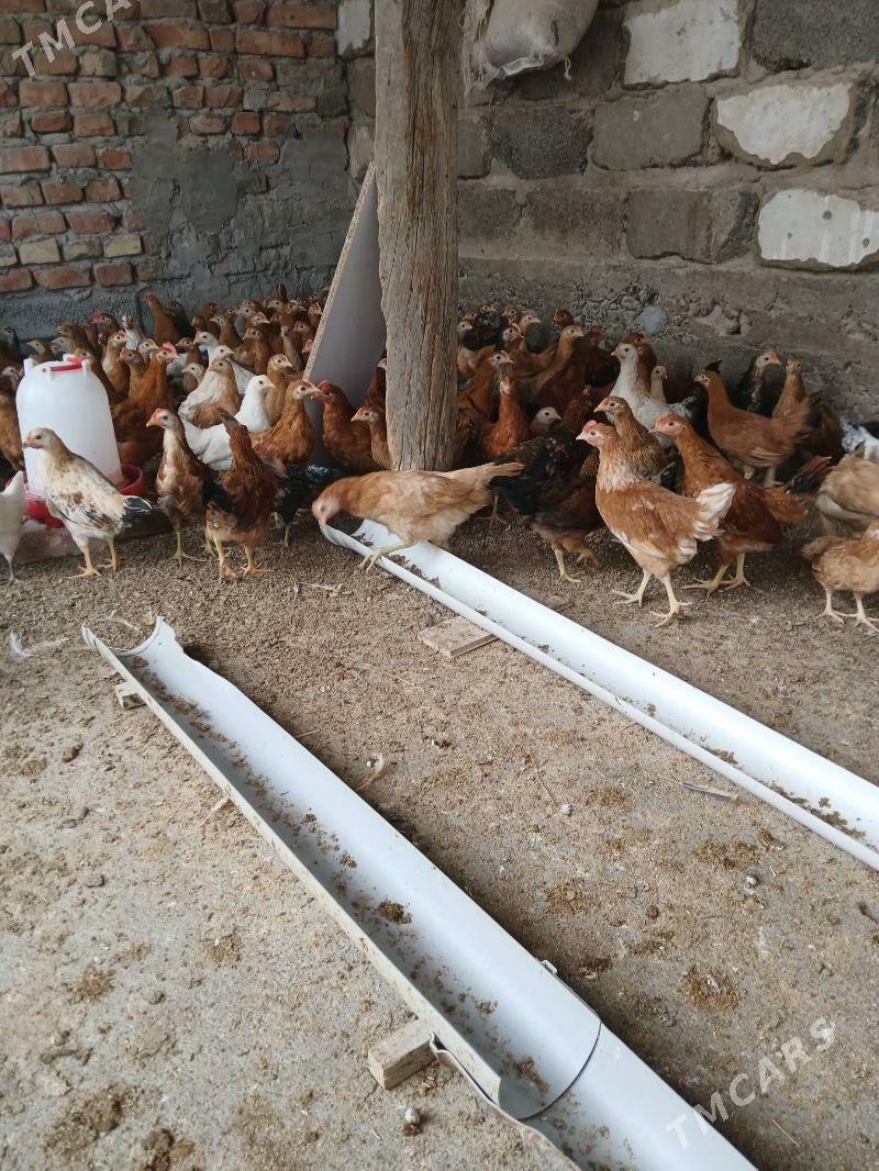 jüýje - Gökdepe - img 1