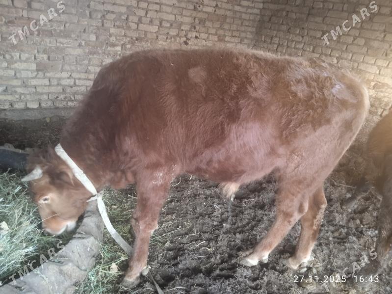 Öküzler - Dänew - img 9