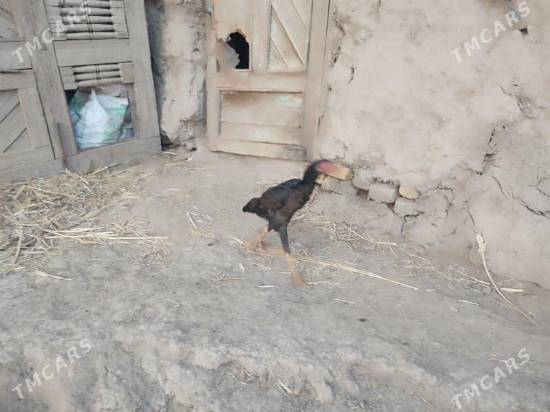 paroda.horazlar. - Гурбансолтан Едже - img 9