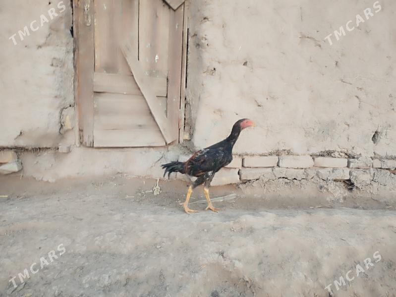 paroda.horazlar. - Гурбансолтан Едже - img 2