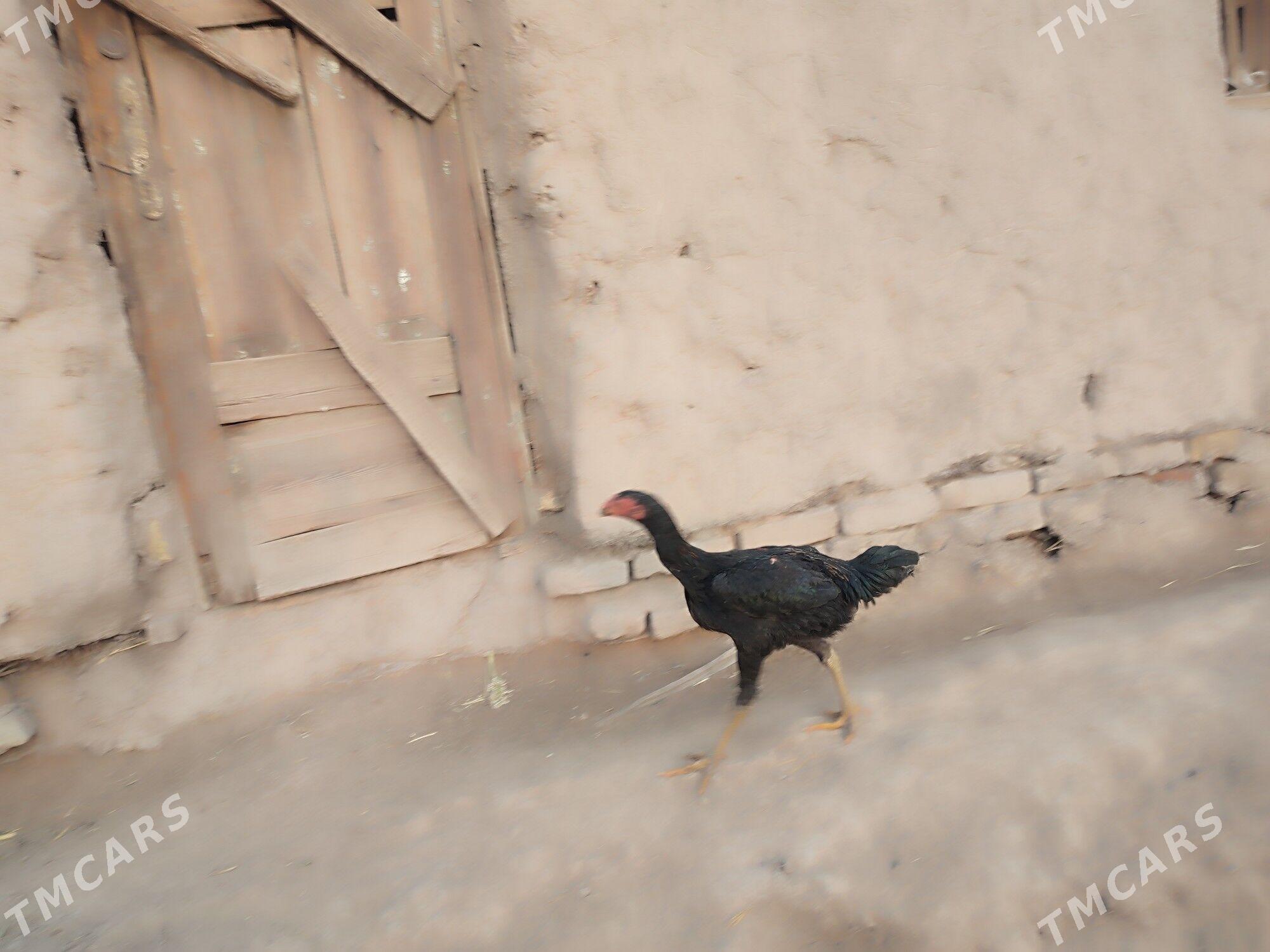 paroda.horazlar. - Гурбансолтан Едже - img 3