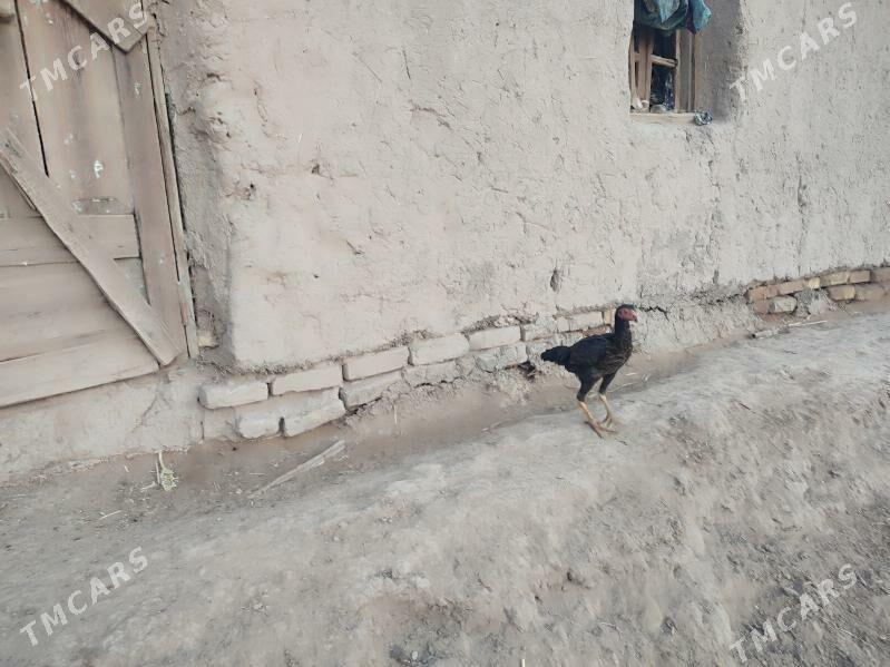 paroda.horazlar. - Гурбансолтан Едже - img 10