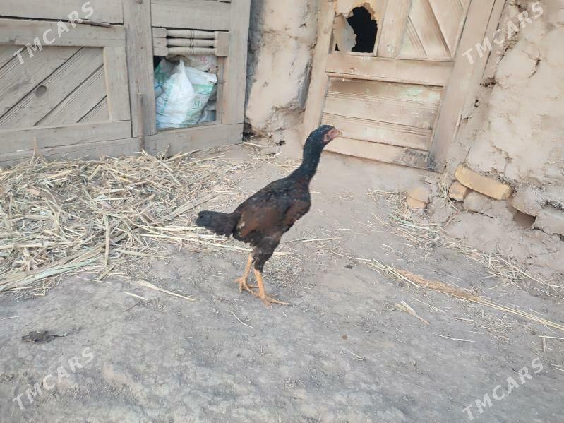 paroda.horazlar. - Гурбансолтан Едже - img 4