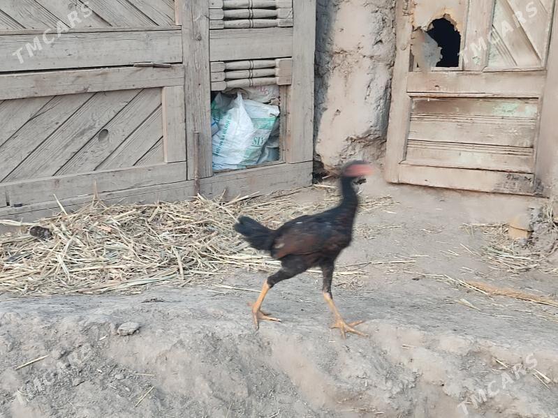 paroda.horazlar. - Гурбансолтан Едже - img 5