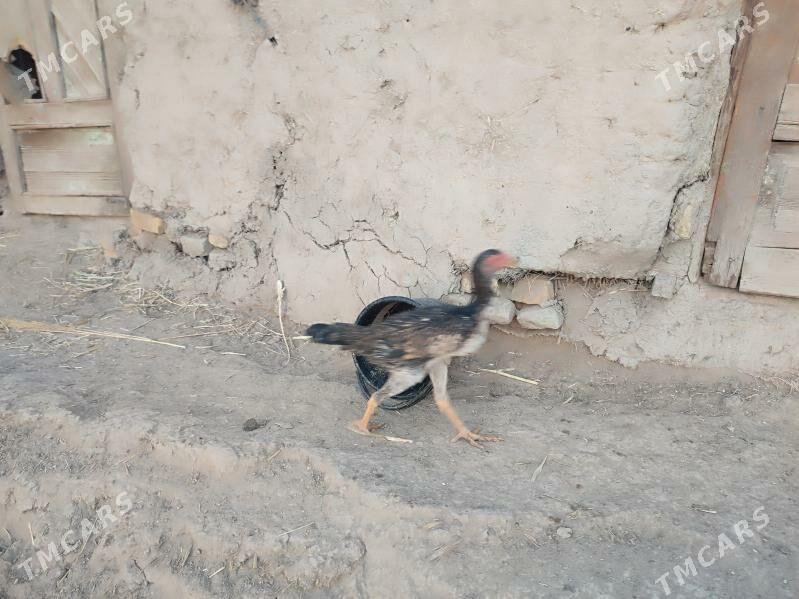 paroda.horazlar. - Гурбансолтан Едже - img 6