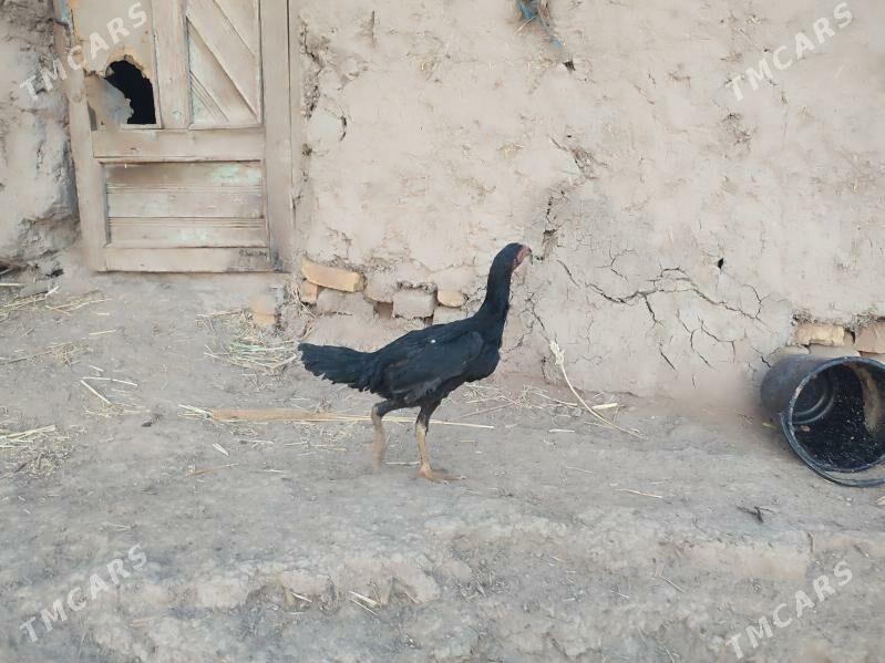 paroda.horazlar. - Гурбансолтан Едже - img 7